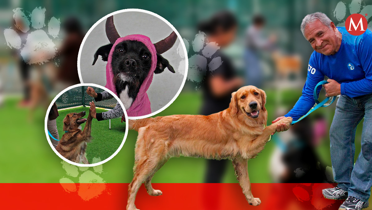 BUAP-Caeto: Coterapeutas caninos reducen ansiedad | Melanie Torres