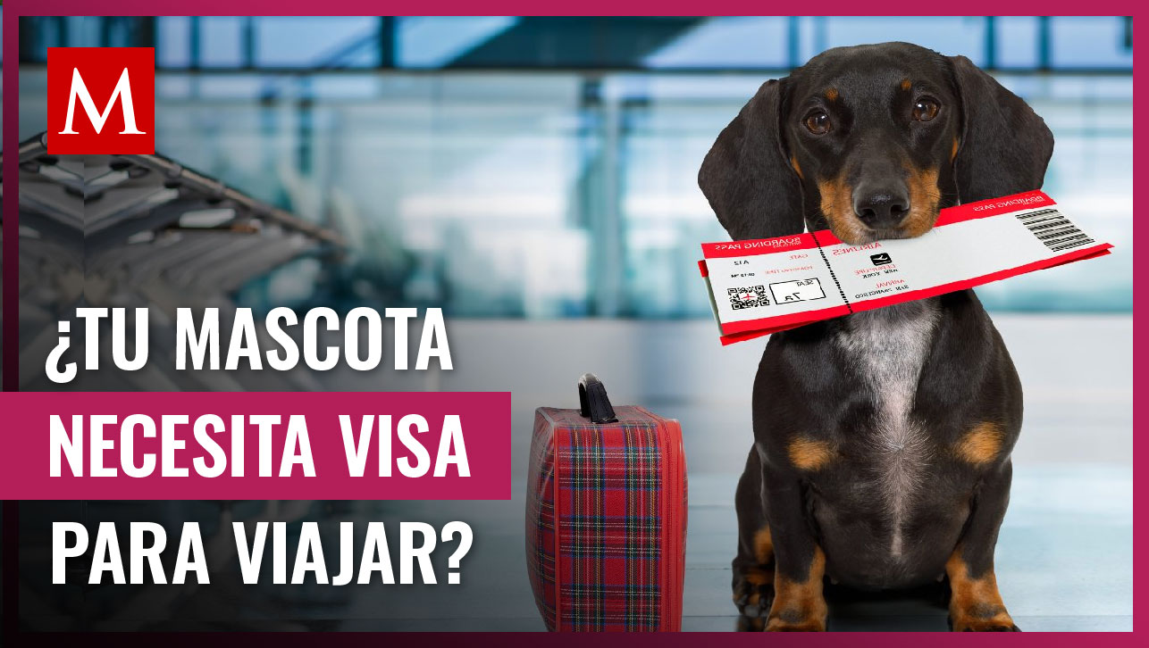 Esto es lo que necesitas para viajar con tu mascota a otro país; te contamos los detalles