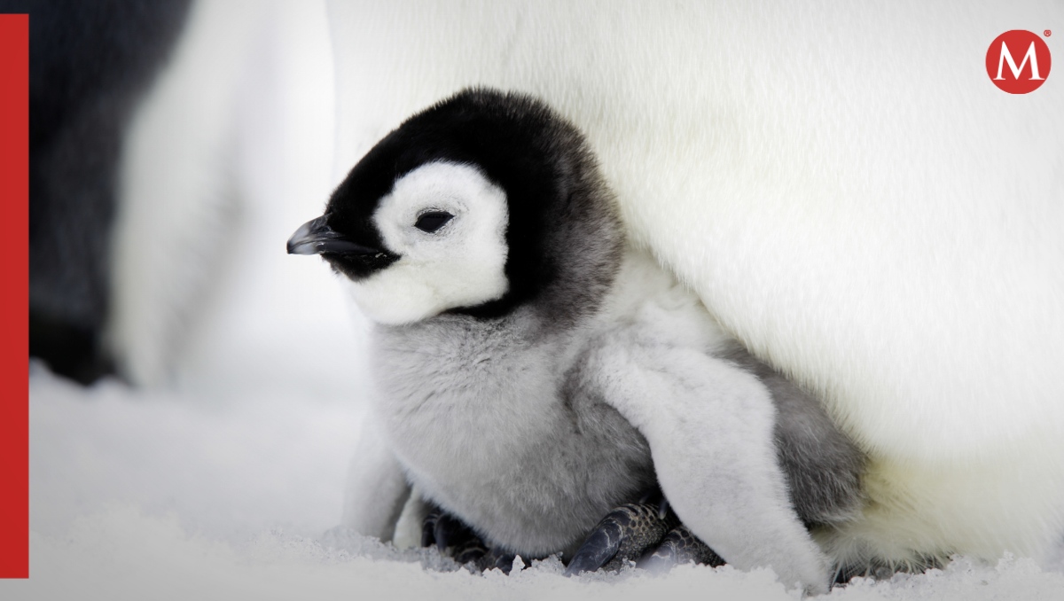 Fósil de un pingüino puede indicar la evolución de la especie