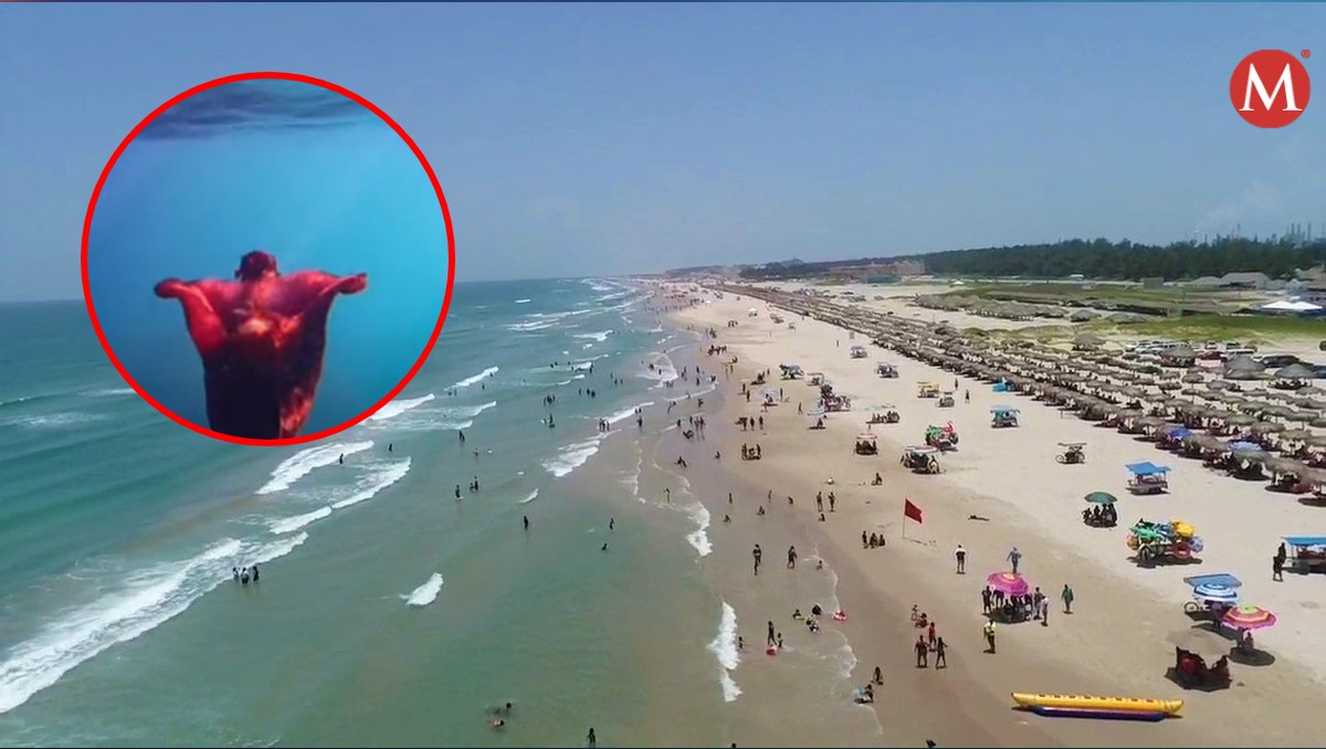 Graban liebre marina en playa Miramar