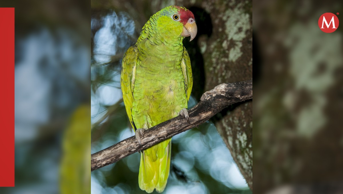 Loro tamaulipeco. (Comisión de Parques y Biodiversidad de Tamaulipas)