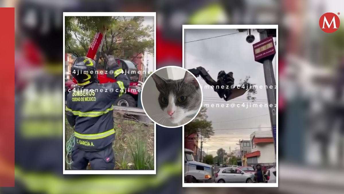 El gato no se alteró durante su rescate.