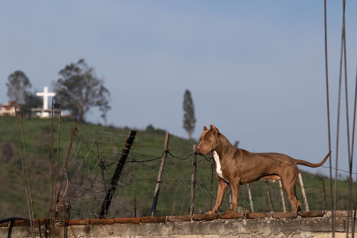Festividades en Guerrero bajo escrutinio por prácticas de maltrato animal | Cuartoscuro