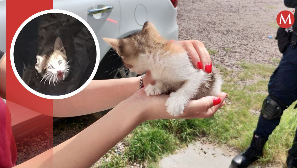 Rescatan a gatito en Zona Industrial Oriente de Torreón. (Especial)