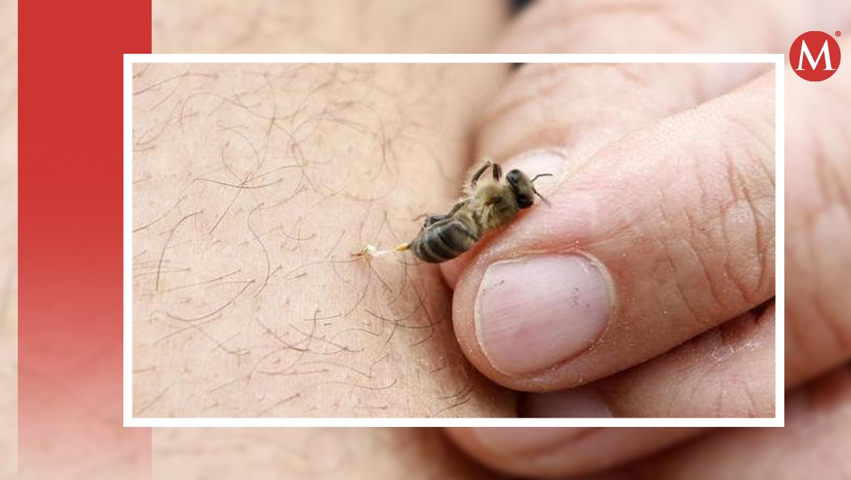 Abejas atacan a trabajadores en campo de cultivo de Guanajuato | Especial