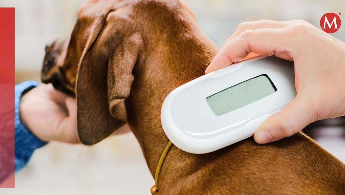Microchip en perros
