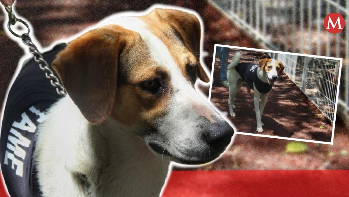 Adopta a “Perrito” un lomito que lo único que necesita es amor | Melanie Torres