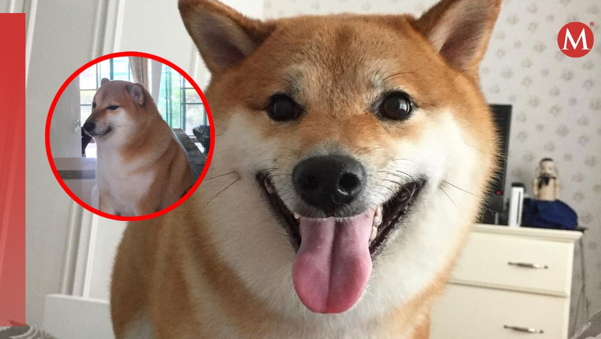 Perrito cheems en instagram
