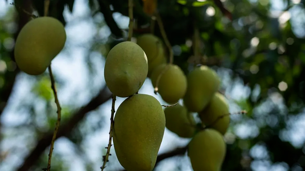 México y EU avanzan en acuerdos sobre exportación de frutas