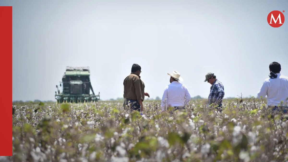 Campos de algodón en Tamaulipas. (Especial)