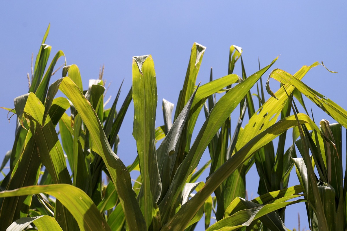 El daño causado por semilla fraudulenta de sorgo también pegó a productores de La Laguna de Durango. | Rolando Riestra