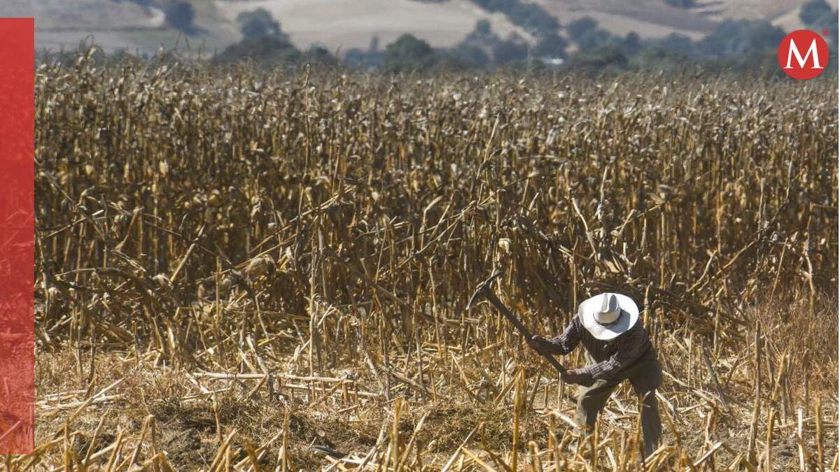 Programa "Atención de Siniestros Agroclimáticos en el Campo Mexiquense". Cuartoscuro