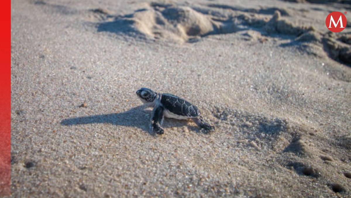 Son 41  tortugas de la especie Lora que fueron rescatadas por un especialista | Especial