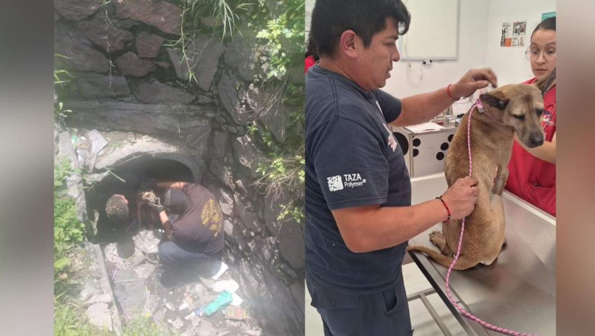 Bomberos lograron sacar al perrito del drenaje y trasladarlo a la Clínica Veterinaria. Especial