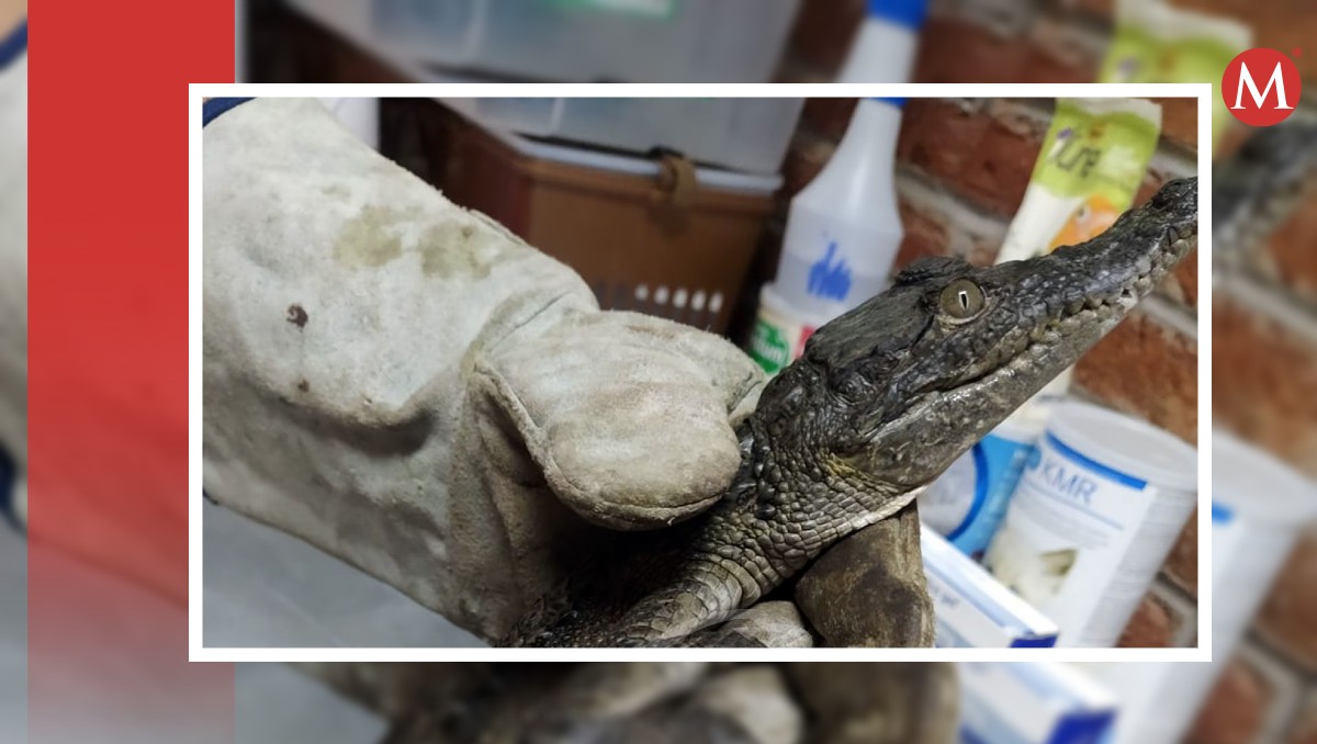 Cocodrilo capturado en Guanajuato; dembulaba por las calles | Especial