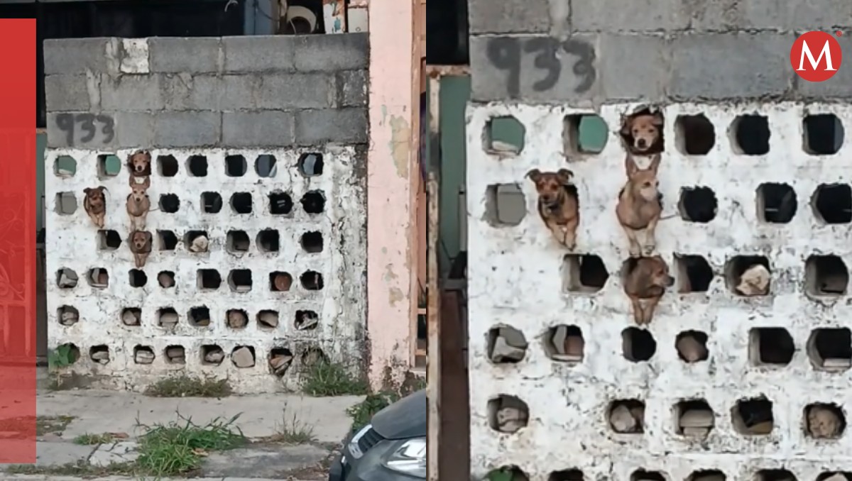 Perritos asomados en una pared se vuelven virales en TikTok