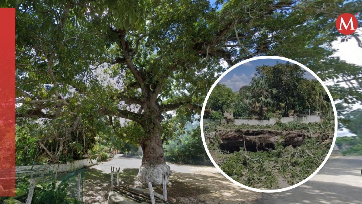 El socavón se tragó una ceiba de 100 años (Diseño: Milenio)