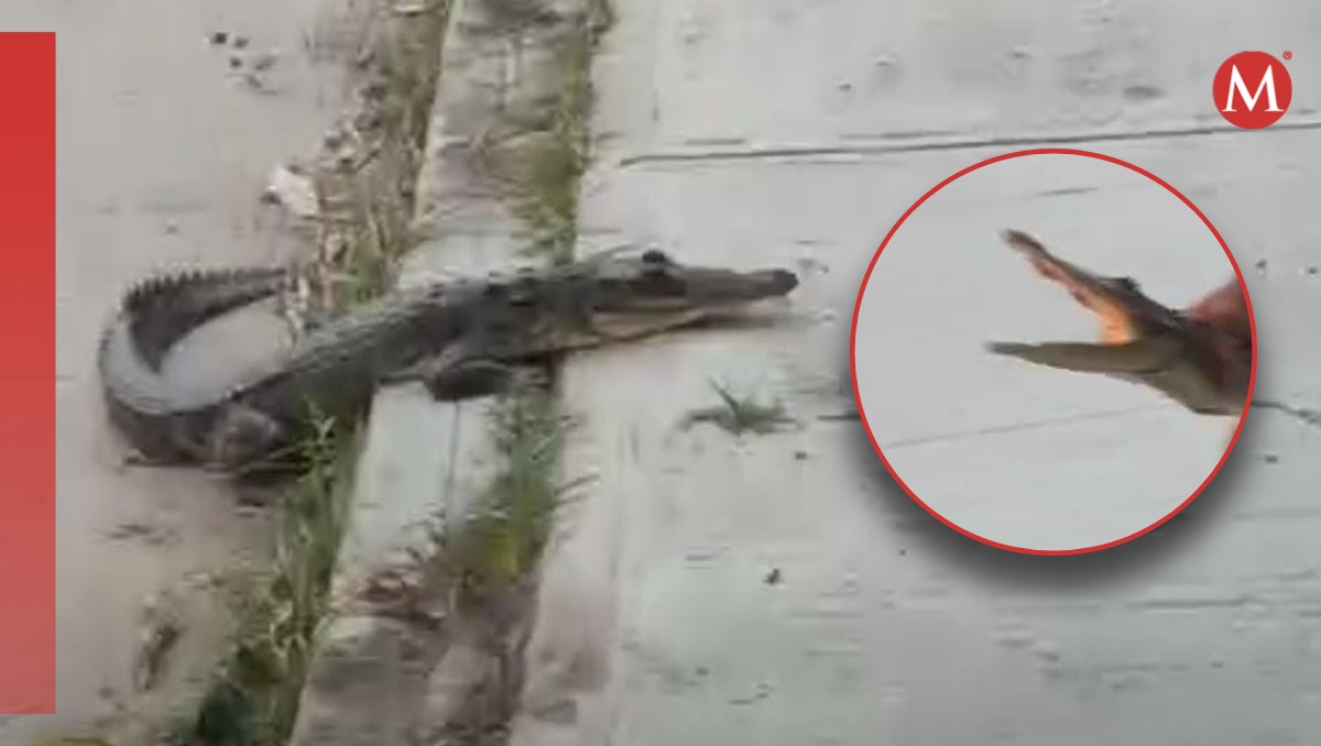 Capturan a cocodrilo en Ciudad Madero.