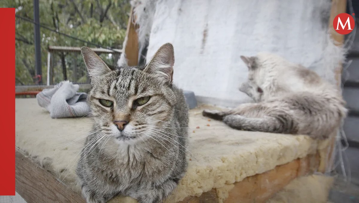 Día Internacional del Gato. (Especial)