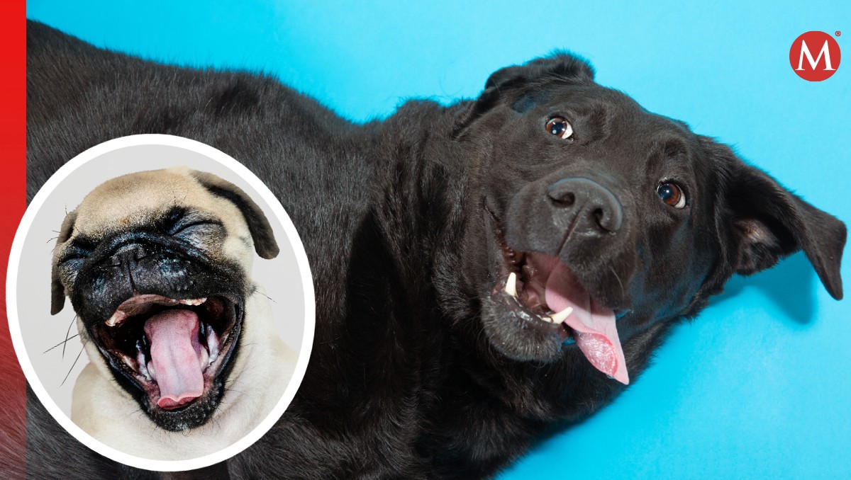 Así como tú, los perritos expresan pereza con los bostezos, pero hay algo más de cada tipo de signo. (Especial)