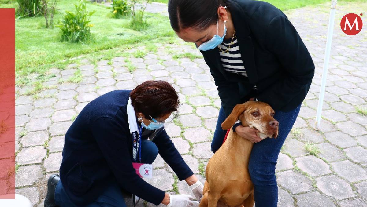 En el Estado de México se alcanza más del 95 por ciento en la meta de vacunación antirrábica canina y felina. Especial