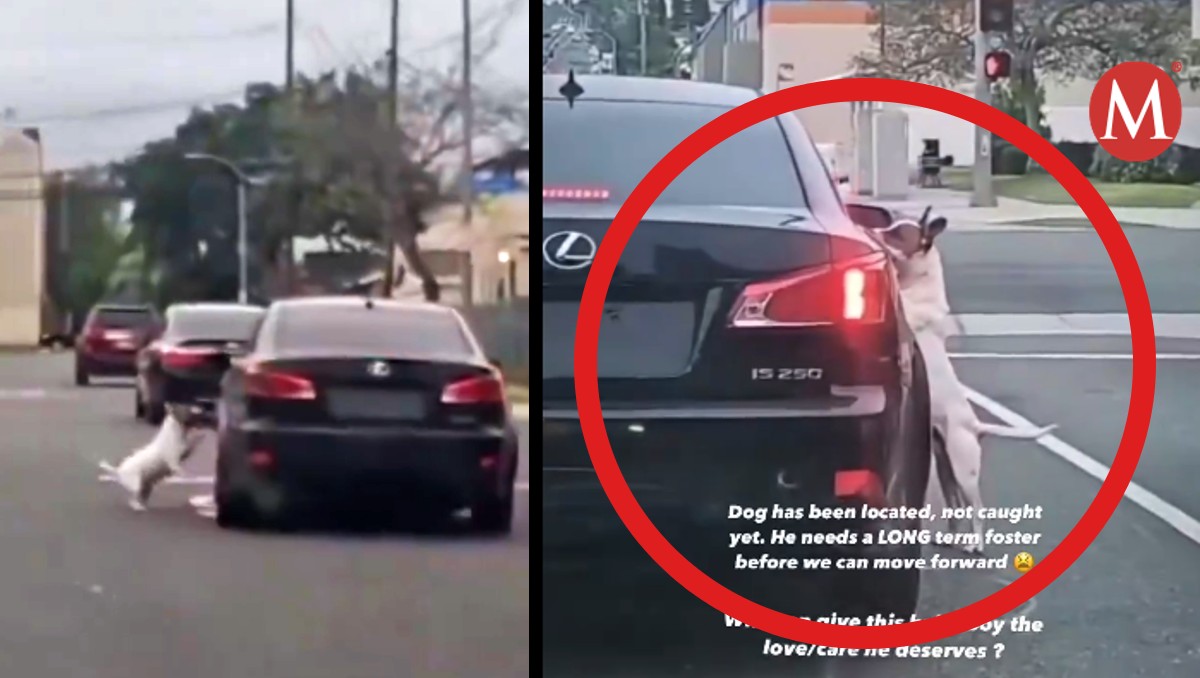 Perro es ABANDONADO y PERSIGUE el coche de sus DUEÑOS para que no lo dejen | X @CollinRugg