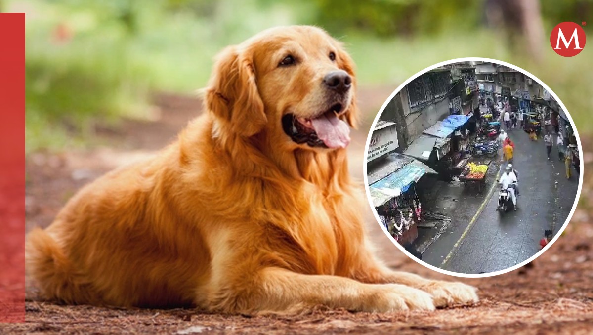La autoridad investiga si el perro se cayó o alguien lo aventó. | Especial