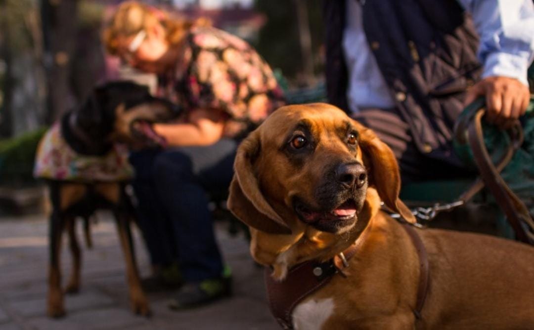 El hombre se trata de un paseador de perros.