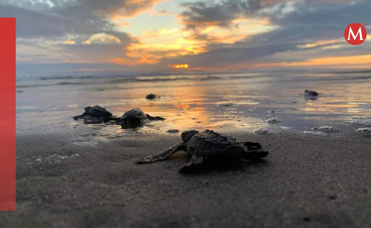 UdeG cuenta con campamentos de liberación de tortugas en zonas costeras de Jalisco