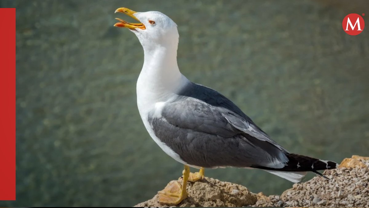 Alertan por Gripe Aviar' altamente patógeno' es detectado en gaviotas en Portugal | Especial