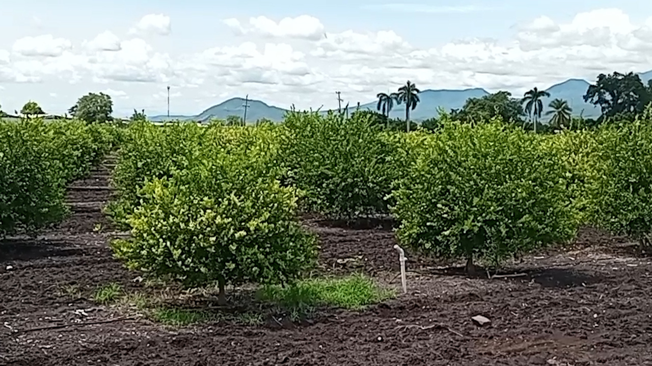 Cierran 15 empacadoras de limón en Apatzingán; exigen más seguridad