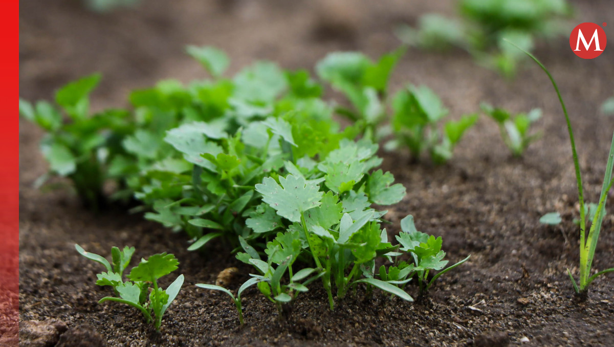 Cilantro | Agencia Es Imagen