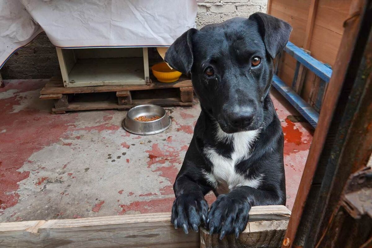 Colectivos exigen justicia ante crueldad animal en la Mixteca; Fiscalía de Oaxaca actúa | Cuartoscuro