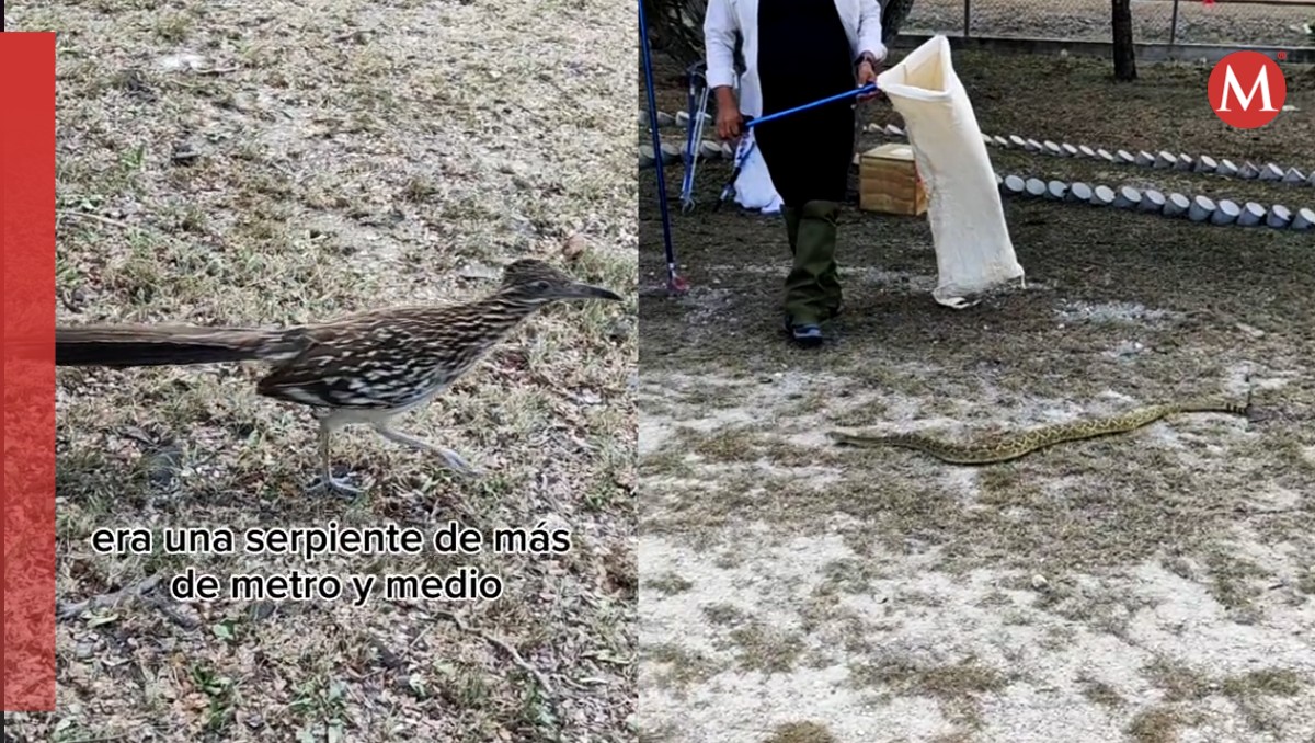 Correcaminos defienden a sus hijos de serpiente cascabel.