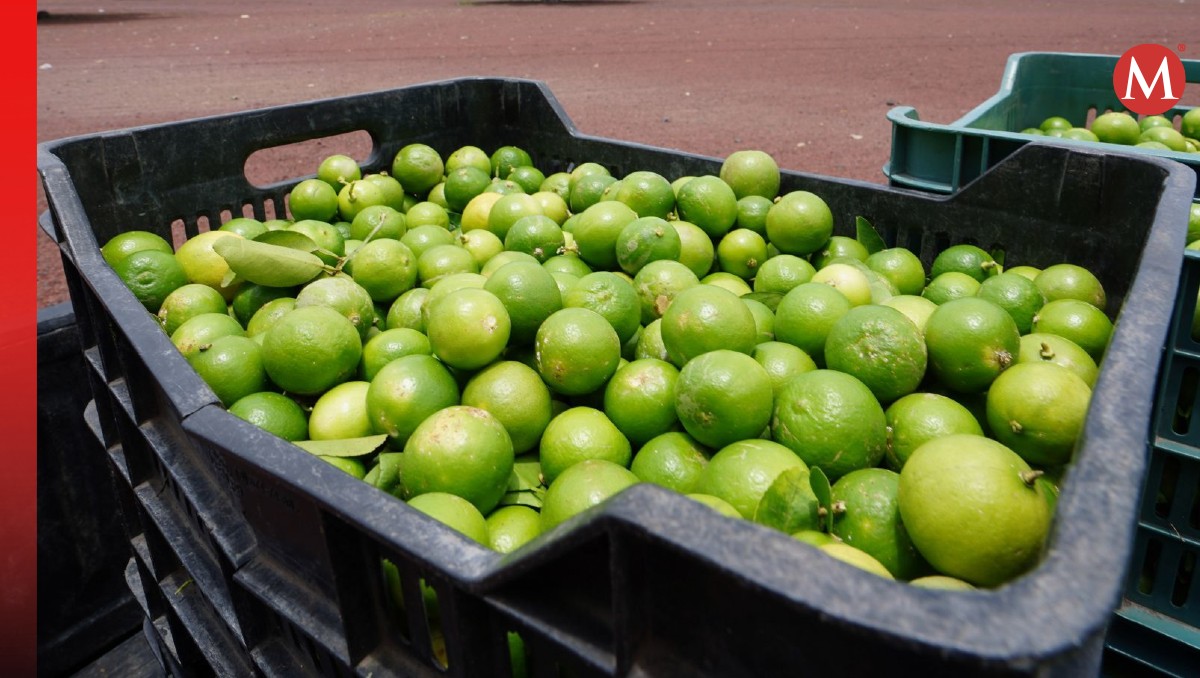 Industria del limón se paraliza en Michoacán. | Cuartoscuro