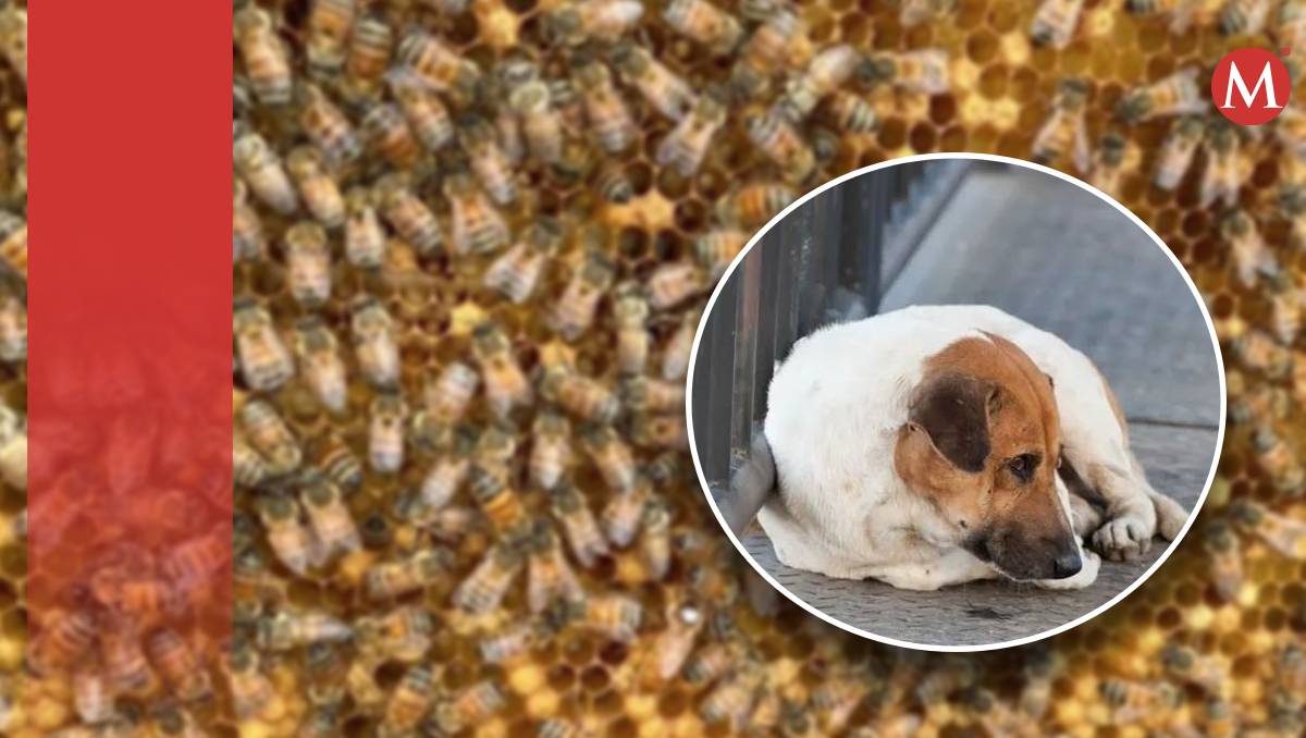 Abuelito muere atacado por abejas en Gómez Palacio. l Especial