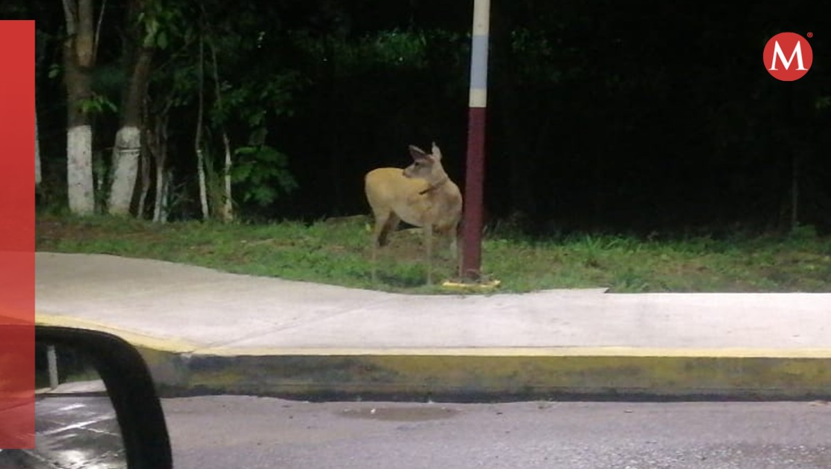 Captan a venado deambulando por calles de Altamira.