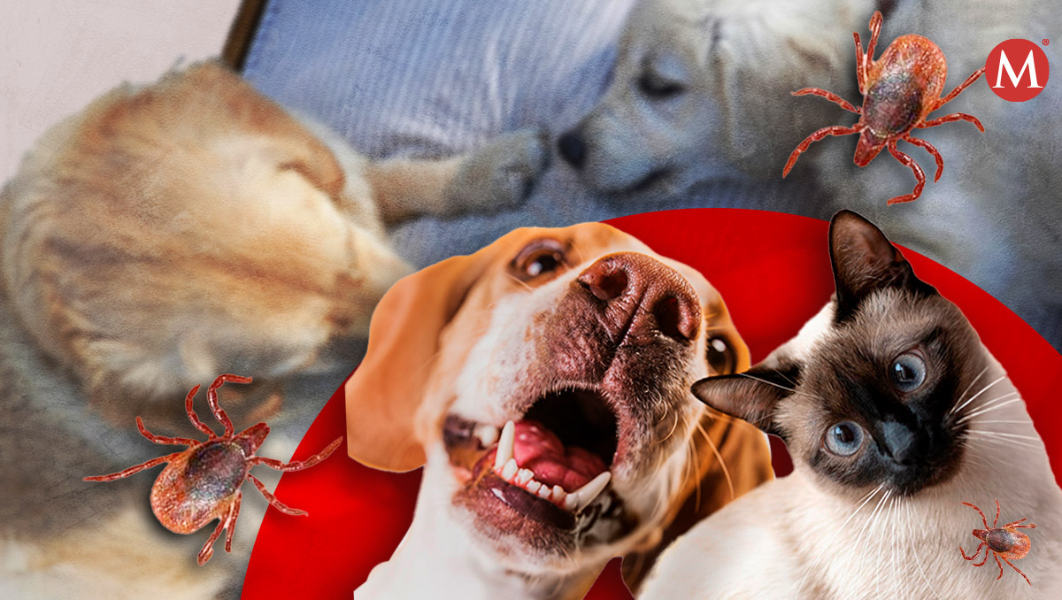 Es importante saber cuáles son los síntomas de rickettsiosis en mascotas | Especial
