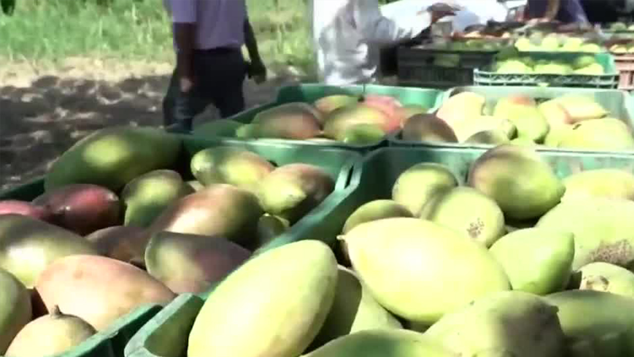 Oaxaca se coloca en el segundo lugar a nivel nacional en exportación de mango