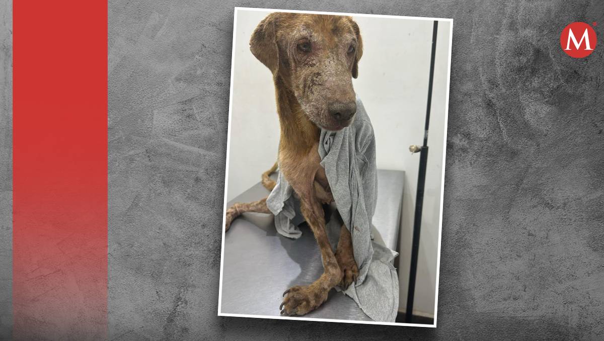 La perrita fue rescatada en la colonia Campo Nuevo Zaragoza de Torreón. l Especial