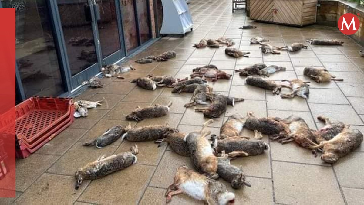 La sangre de los animales fue embarrada en la fachada de la tienda. | Especial