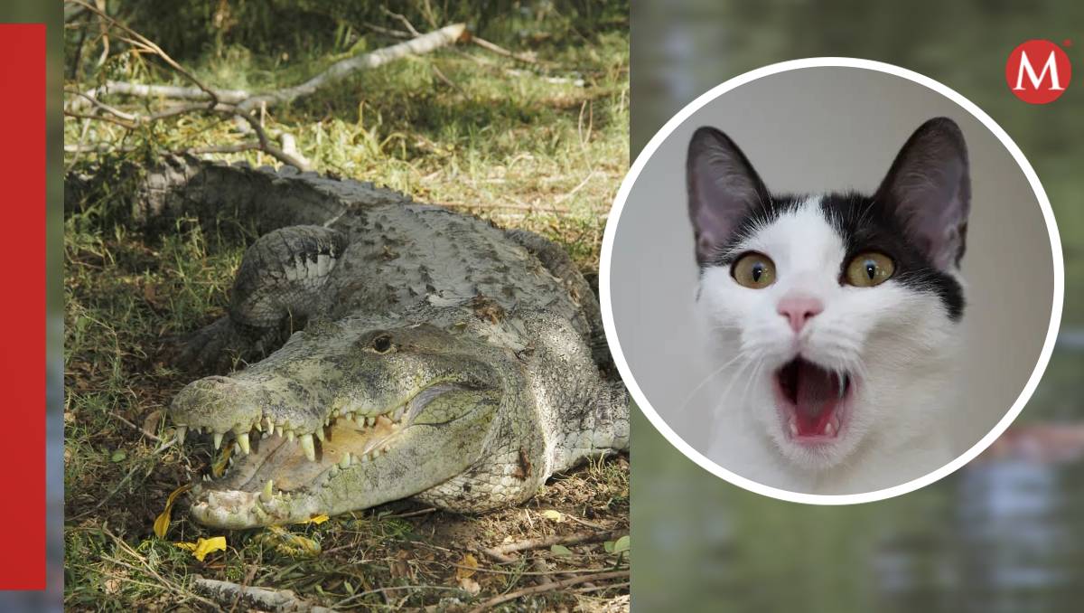Gato alertó a sus dueños de cocodrilo en el patio de una casa en Ciudad Madero.