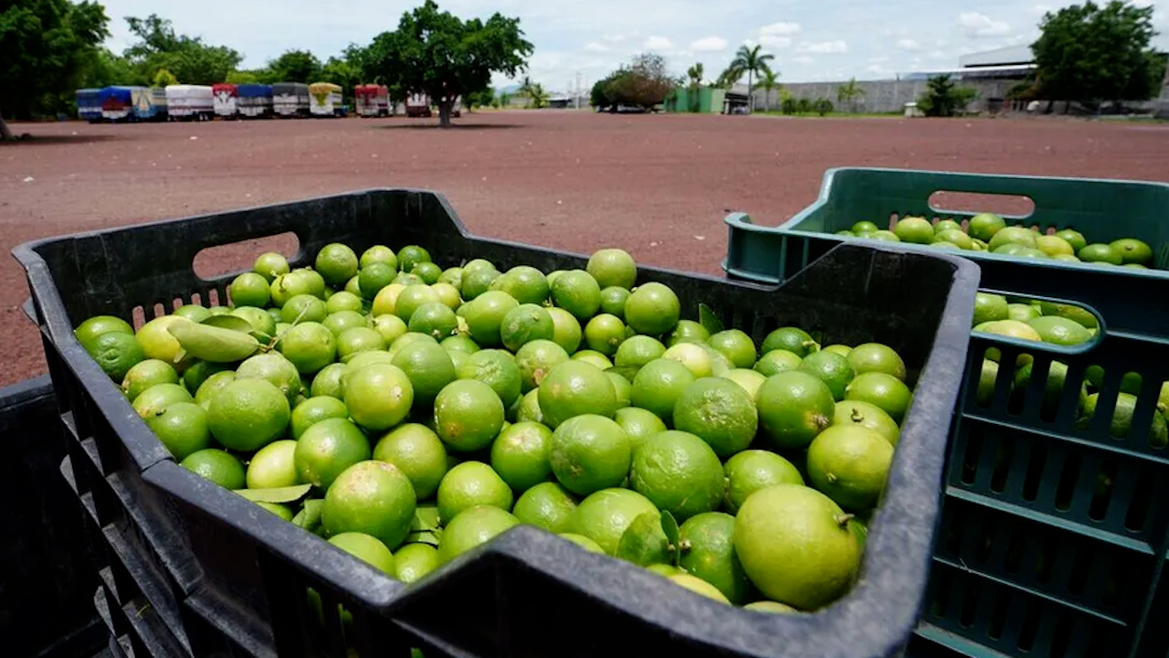 Limoneros siguen siendo víctimas del narcoimpuesto de 'Los Viagras' en Michoacán
