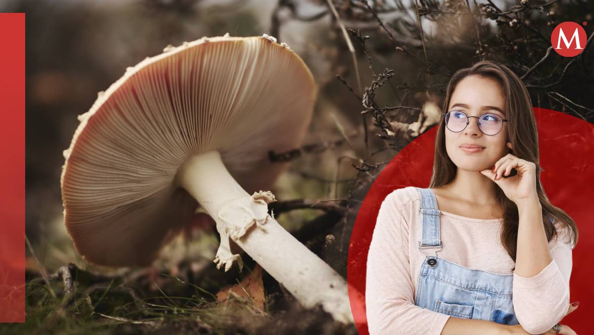 Algunos pacientes optan por tratamientos naturales como extractos de hongo para tratar enfermedades bajo la supervición de un médico | MILENIO
