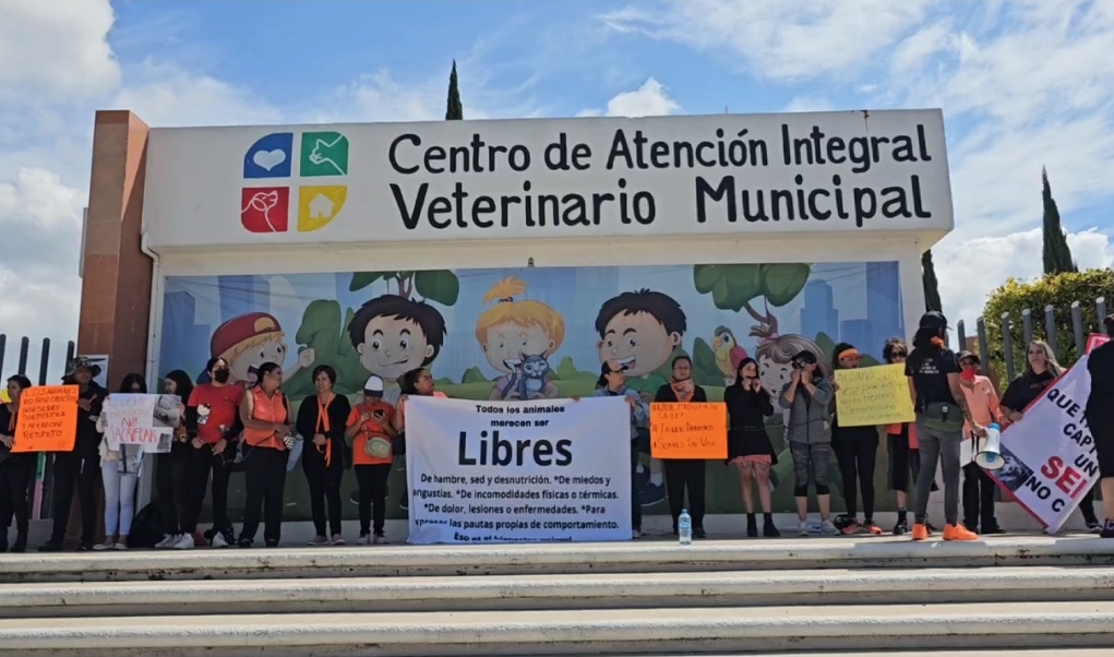 Activistas piden alto a los sacrificios de perros en Pachuca. (Guadalupe Trejo)