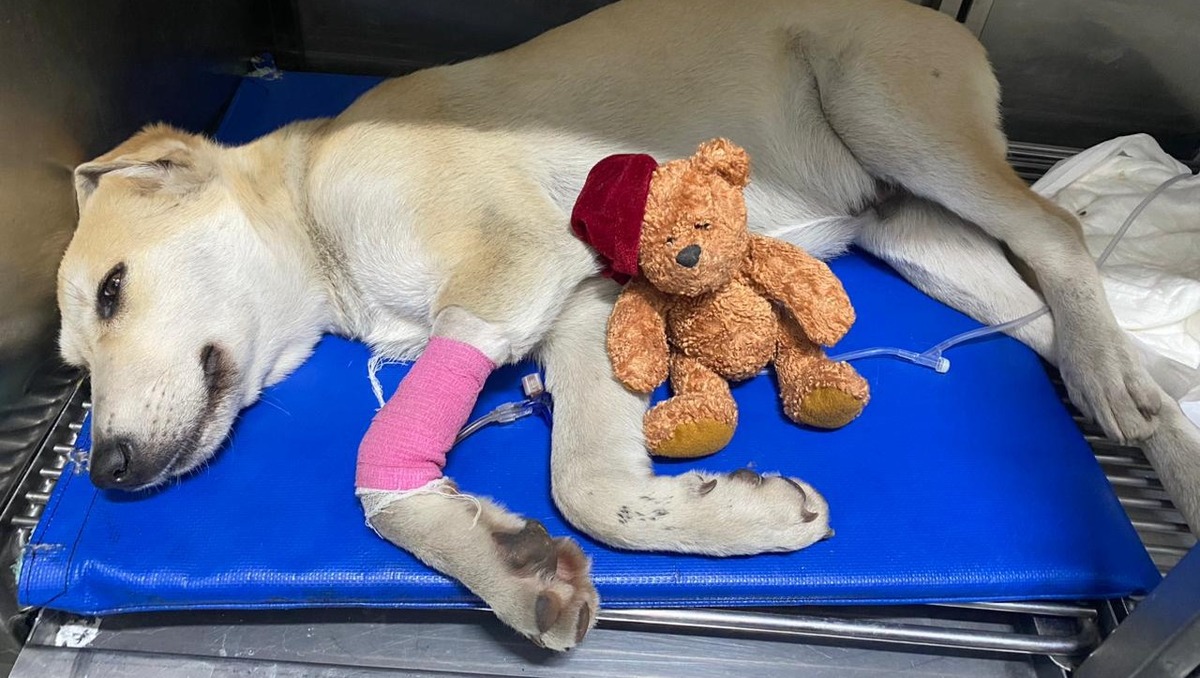 Bolillo lucha contra sus enfermedades con fuerza desde el día de su rescate. (Cortesía)
