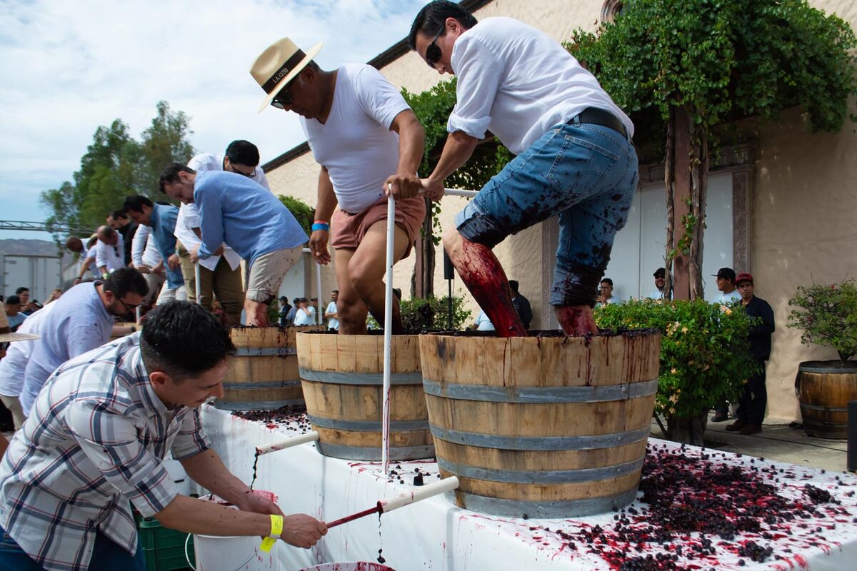 Pisada de uvas, ritual ancestral que marca el inicio de una nueva cosecha, también simboliza la pasión por el vino en el Valle de Guadalupe.