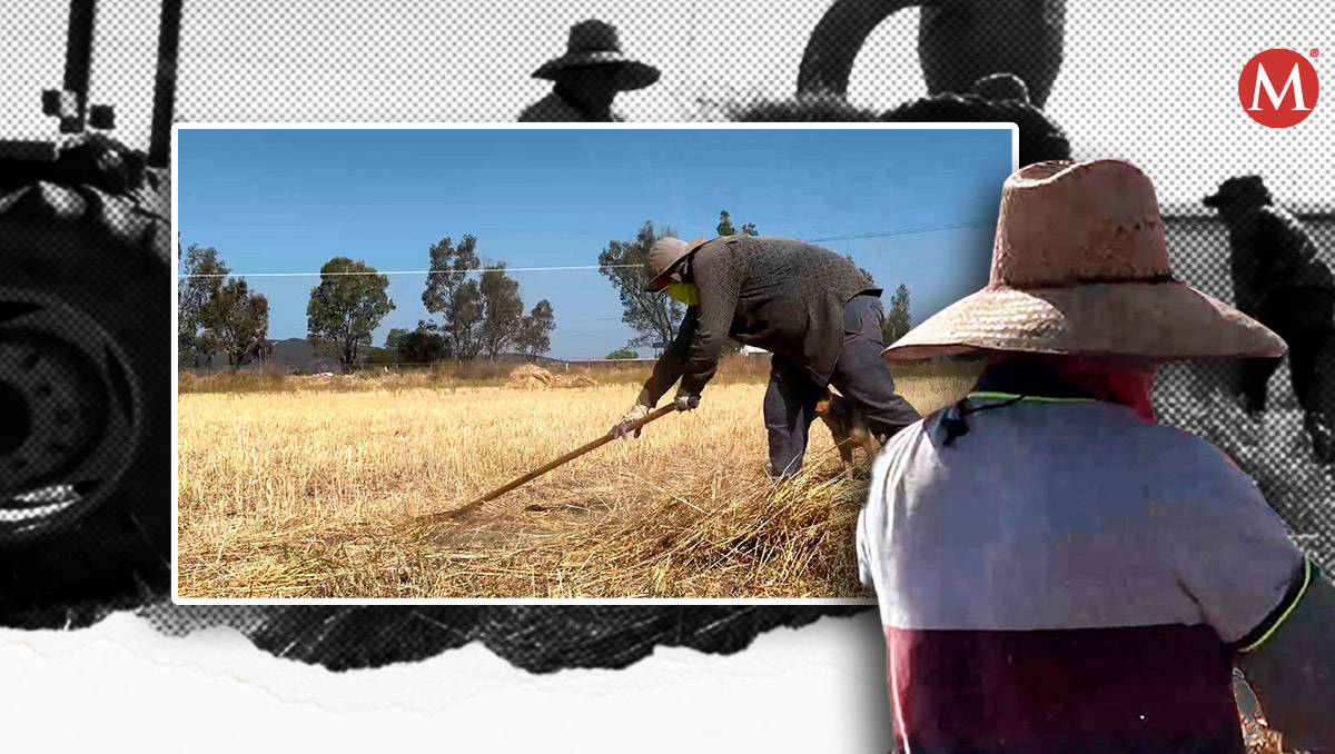 Campesinos huyen por violencia; encuentran refugio en Aguascalientes | Diseño: Samantha Martz