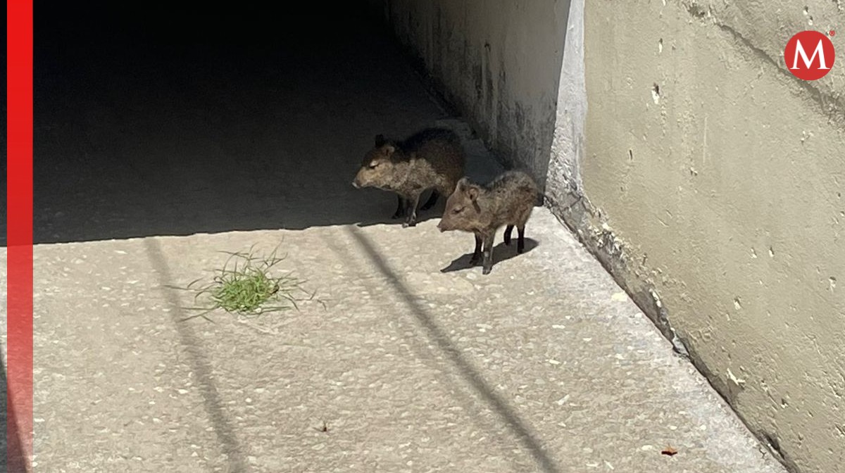 Vecinos pensaron que eran pecaríes. Foto: Protección Civil de Nuevo León