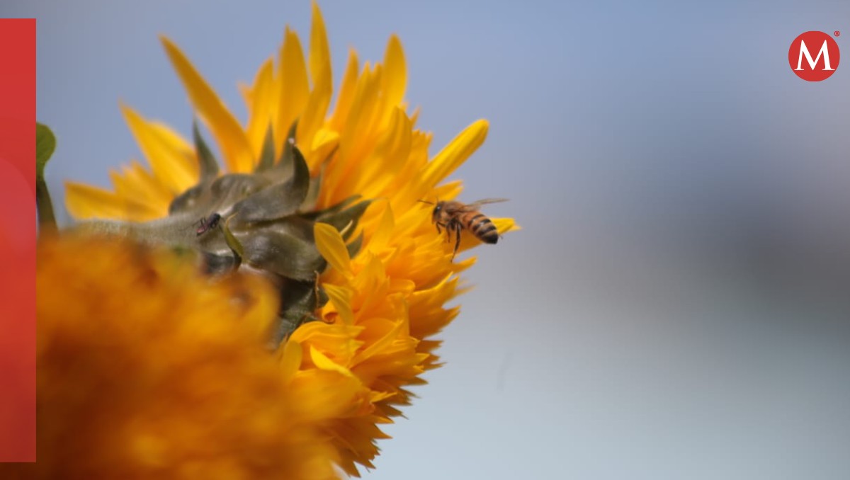 El 17 de agosto es el día nacional de las abejas. Foto: (Tania Contreras)